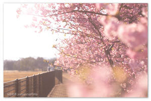 河津桜の公園。 - Yuruyuru Photograph