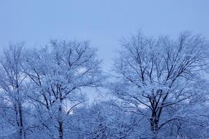 雪化粧の朝 - 夢風　御朱印日記