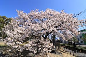 帯桜が満開に･1♪ - happy-cafe*vol.2