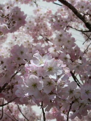 桜と柴犬 - yamatoのひとりごと