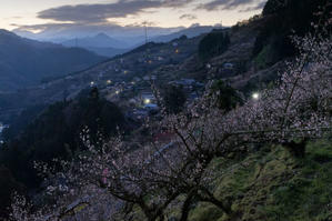 賀名生梅林　～夜明け - katsuのヘタッピ風景
