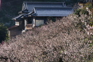 賀名生梅林　～朝の散策① - katsuのヘタッピ風景