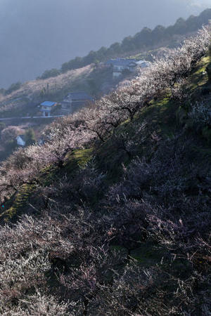 賀名生梅林　～朝の散策② - katsuのヘタッピ風景