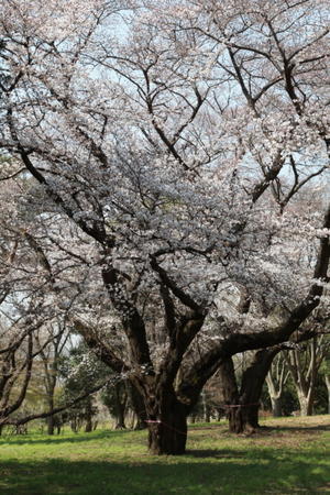 都立野川公園の桜　前半 - 日本あちこち撮り歩記