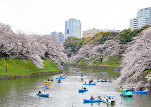 千鳥ヶ淵の春 - 夢で逢えたら