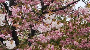 桜咲く‥ - 癒しの時間3