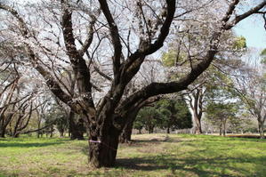 都立野川公園の桜　後半 - 日本あちこち撮り歩記