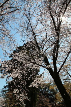 野川の桜　その１ - 日本あちこち撮り歩記