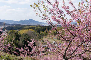 春を求めて明日香村 - katsuのヘタッピ風景