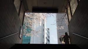 市ヶ谷駅の桜 - belakangan ini