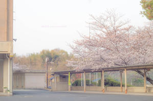 桜日記①　懐かしい桜。 - Yuruyuru Photograph