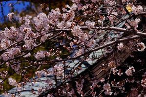 山桜満開ー３  - MAKO'S PHOTO