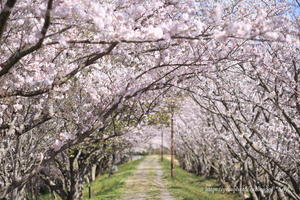 桜のトンネル - *Any*