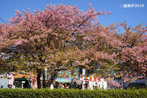 今では楽しめない『三浦海岸桜まつり2019』⑬ - 写愛館