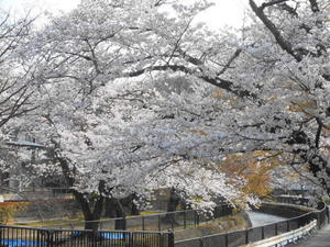京都市 琵琶湖疏水＆毘沙門堂の桜 - 転勤日記