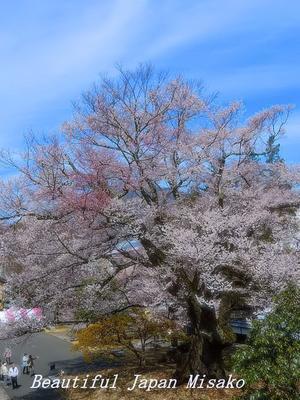 威風堂々　安富桜･ﾟ☆､･：`☆･･ﾟ･ﾟ☆。。飯田市美術博物館 - Beautiful Japan 絵空事