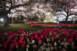 夜桜とチューリップ＊はままつフラワーパーク - MIRU'S PHOTO