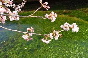 醒ヶ井　桜と梅花藻 - ルンルンのルン