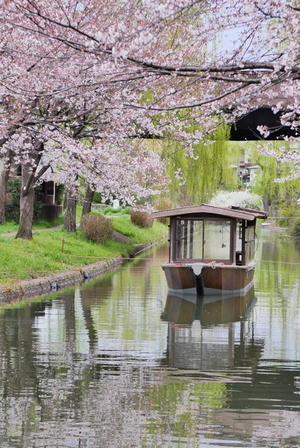 京都伏見の桜 - ぶらり休暇