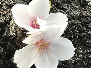お気に入りの場所の桜～ご近所散歩♪ - Lilasbouquet+HOME&F