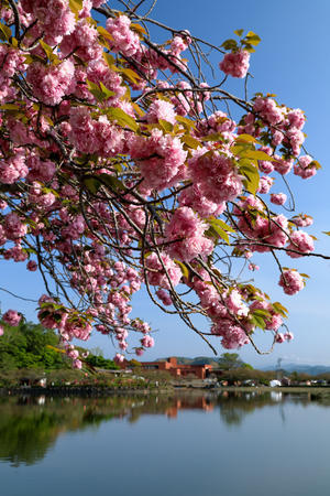 蓮華寺池公園の里桜 ① - やきつべふぉと