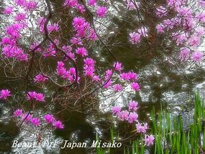 蝶のように　舞うように･ﾟ☆､･：`☆･･ﾟ･ﾟ☆。。 - Beautiful Japan 絵空事
