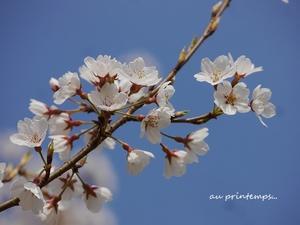 平成最後の春の日に - 花が教えてくれたこと