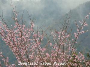 平成　最後の山桜･ﾟ☆､･：`☆･･ﾟ･ﾟ☆。。 - Beautiful Japan 絵空事