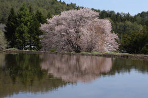 天王桜～令和元年　 - 風の彩り－2