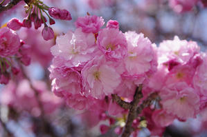 花が咲く風景　八重桜 - 空　-Sora-