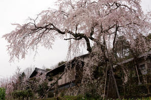 大江時親ゆかりの桜 - katsuのヘタッピ風景