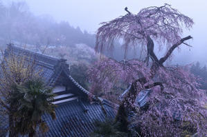 霧中に佇む一本桜 - katsuのヘタッピ風景