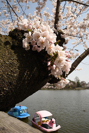 桜・2019（圧倒的桜。平成FINAL ） - ちわりくんのありふれた毎日III