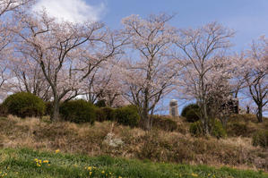 桜咲く丘 - katsuのヘタッピ風景