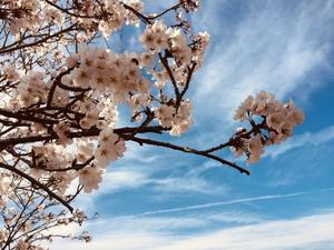 青空と桜 - 夢なる木を育てよう
