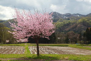 西和賀町　沢内　弁天島の桜　前半 - 日本あちこち撮り歩記