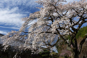 九品寺の桜　～青い空、白い雲 - katsuのヘタッピ風景