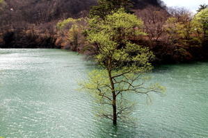 西和賀町　湯本　焼地台の川の中の新緑 - 日本あちこち撮り歩記