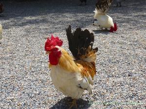 奈良　石上神宮　の鶏 - 暮らしを紡ぐ