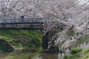 堤防沿いの桜たち - katsuのヘタッピ風景