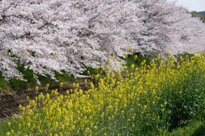 春を愛でる桜たち - katsuのヘタッピ風景