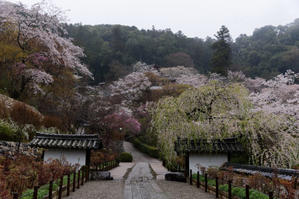 雨上がり　～桜の長谷寺 - katsuのヘタッピ風景