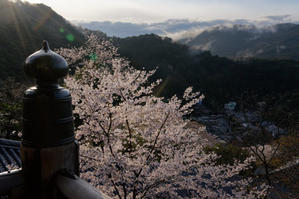 光射す　～桜の長谷寺 - katsuのヘタッピ風景