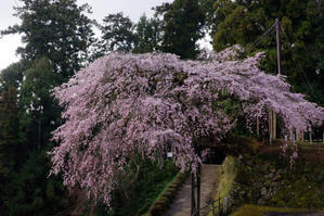 瀧蔵神社の権現桜 - katsuのヘタッピ風景