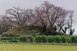 二子塚の丘に咲く - katsuのヘタッピ風景