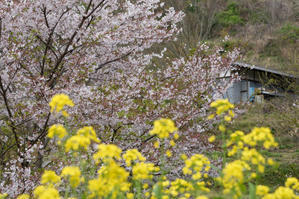 近所の桜早廻り - katsuのヘタッピ風景