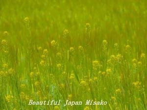 季節を謳う～♡･ﾟ☆､･：`☆･･ﾟ･ﾟ☆。。 - Beautiful Japan 絵空事