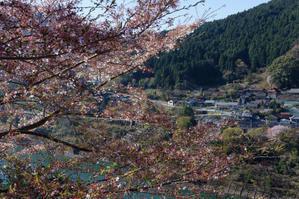 川上村の桜たち　① - katsuのヘタッピ風景