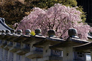 川上村の桜たち　② - katsuのヘタッピ風景