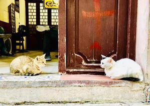 キューバがやってくる #旅 #キューバ #猫 #cat #餃子 #キューバ料理 @cuba_bod… - マコト日記